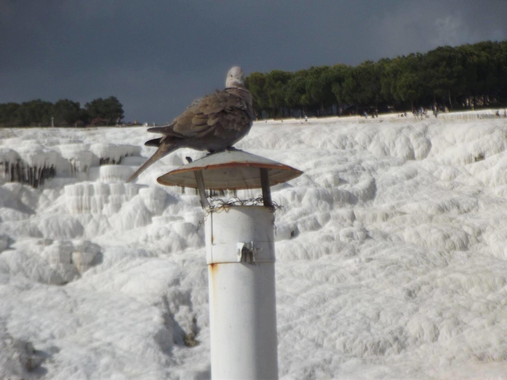 Hotel Hal-Tur Pamukkale Dış mekan fotoğraf